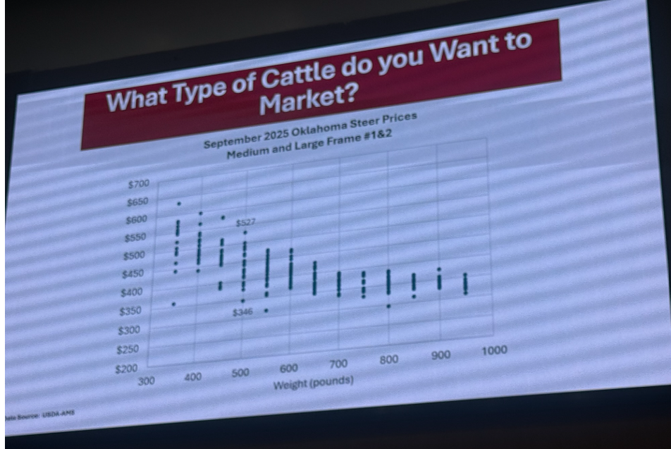 What type of cattle do you want to Market 