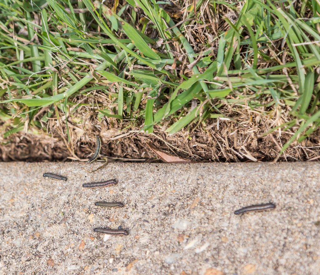 Battling the Blitz: OSU's Kelly Seuhs on Fall Armyworm Control and Prevention