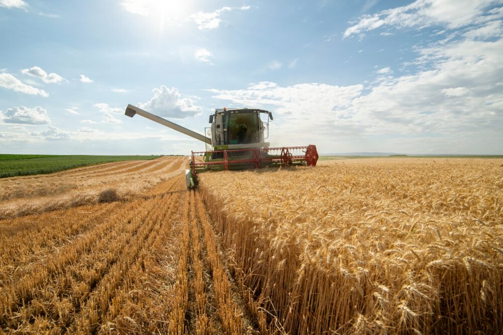 tractor in golden wheat