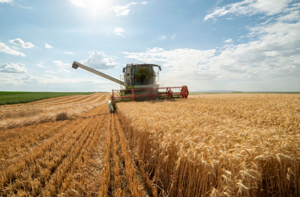 Golden wheat harvest