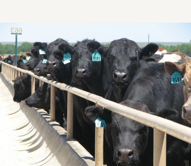 Dr. Derrell Peel Breaks Down November’s Cattle on Feed Trends