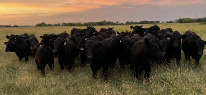 John Pfeiffer: Record Demand and Strong Genetics Keep Certified Angus Beef at the Top