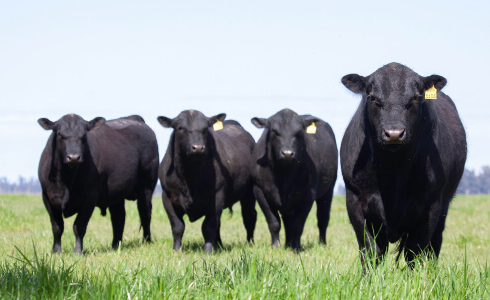 Dr. Darrell Peel: Cattle Market Fundamentals Haven’t Changed Despite the Noise