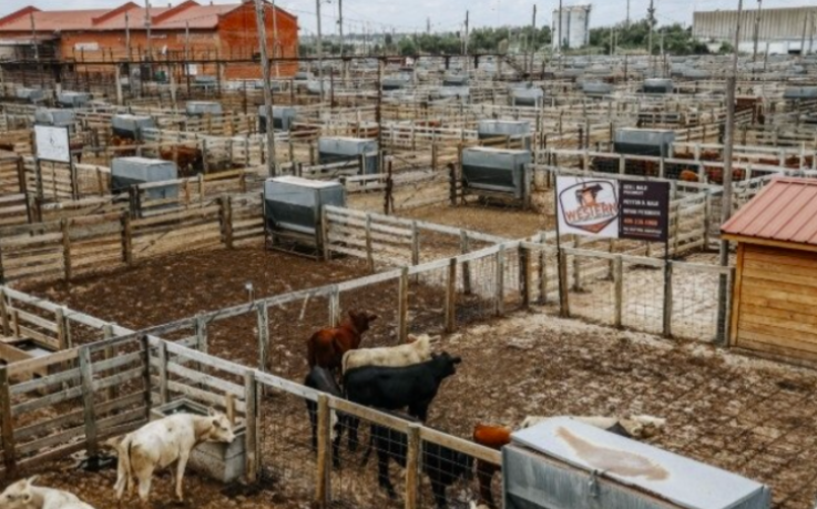 Market Steady and Selective: Ben Hale Breaks Down This Week’s Cattle Trends