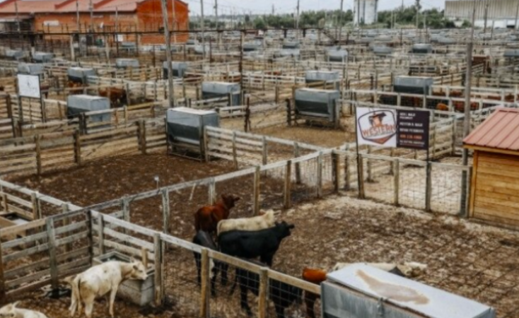 Ben Hale Reports Strong Market Despite Tight Runs and Chilly Conditions