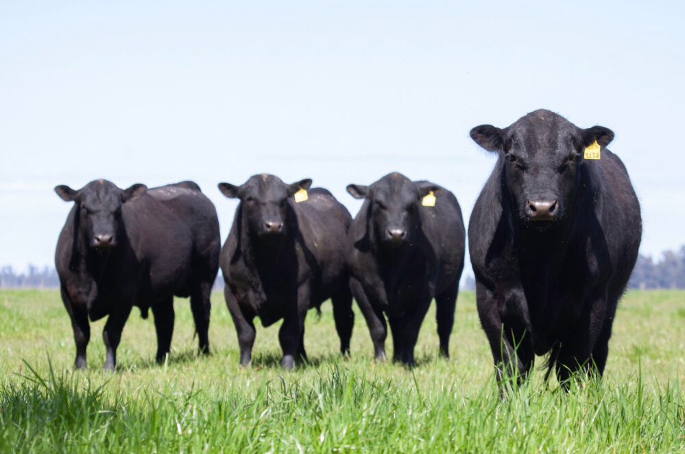 John Stika Shares CAB Updates on International Sales, Quality Trends, and Made in USA Labeling