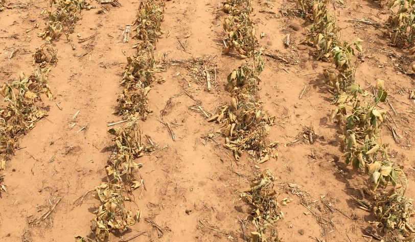 Farm Bureau Survey Shows the Impact of Drought on U.S. Agriculture