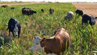 Cover Cropping a Valuable Strategy for Ranchers, says Jaymelynn Farney