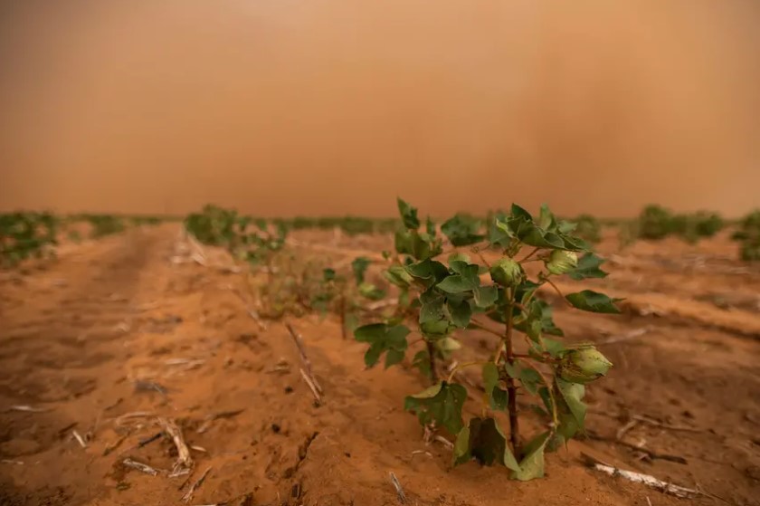 Texas&rsquo; Cotton Industry is Facing its Worst Harvest in Years - Costing the State More than $2 Billion