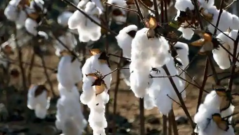 U.S. Good to Excellent Cotton Ratings Down 26 Percentage Points Compared to This Time Last Year