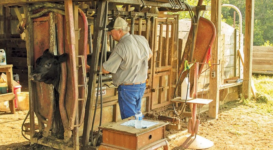 Beef Quality Assurance Program Injection Site Guidelines