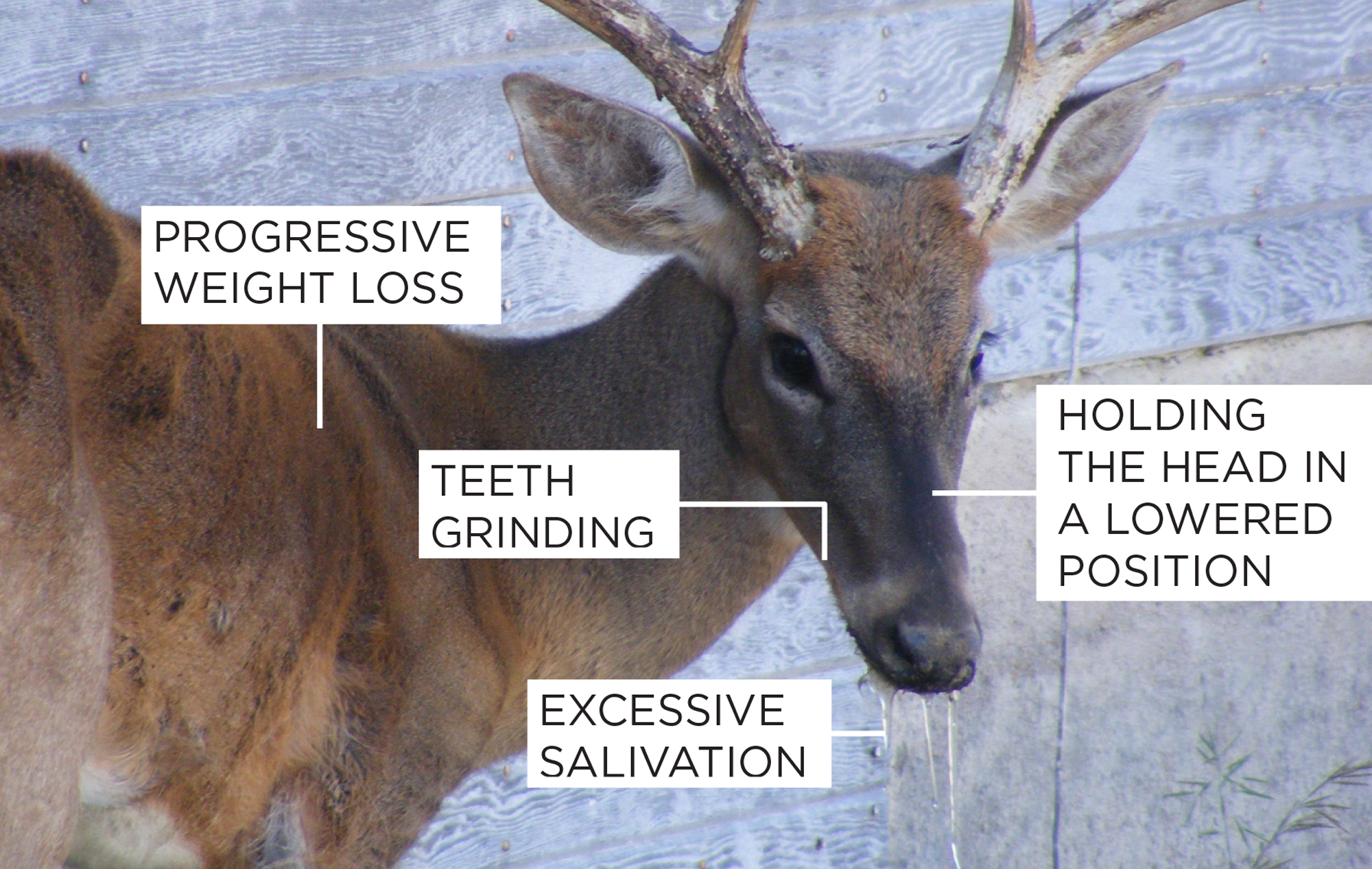 Chronic Wasting Disease Kills Deer Near Oklahoma Panhandle Border- ODWC and ODAFF on High Alert