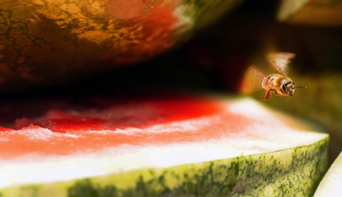 Bee It Known: Biodiversity Is Critical to Ecosystems