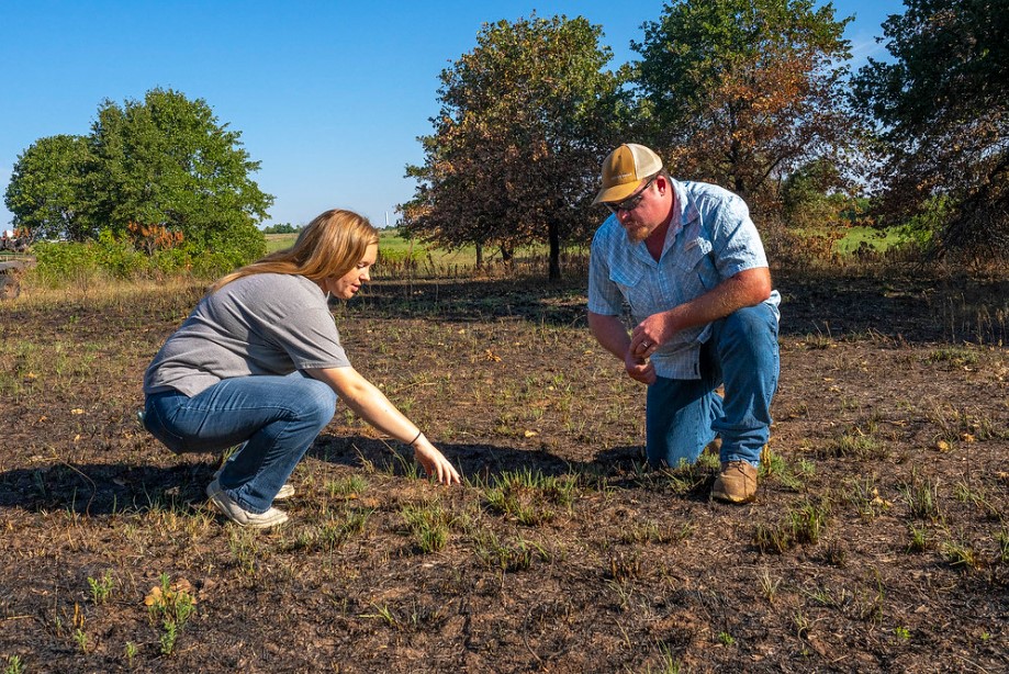 Patch Burning a Potential Cost Saver for Supplemental Feed