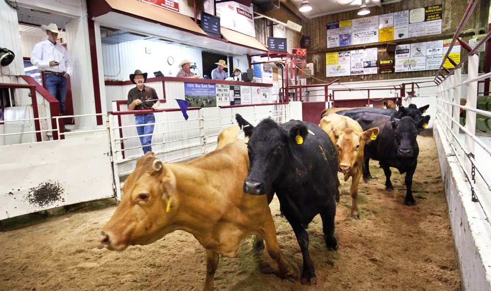 Feeder Steers and Heifers Steady to Lower, Steer and Heifer Calves Lower at Woodward Livestock Auction