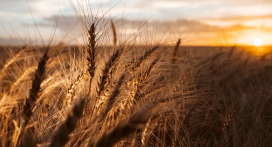 Expect Excellent Functional Quality In 2022 U.S. Hard Red Winter Export Supplies
