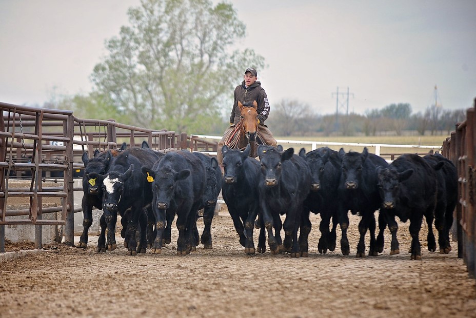 New Report Highlights Value of International Beef Trade