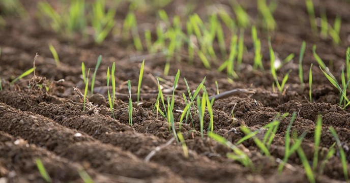 Winter Wheat Emergence in Oklahoma is Down 21 Percentage Points from Average