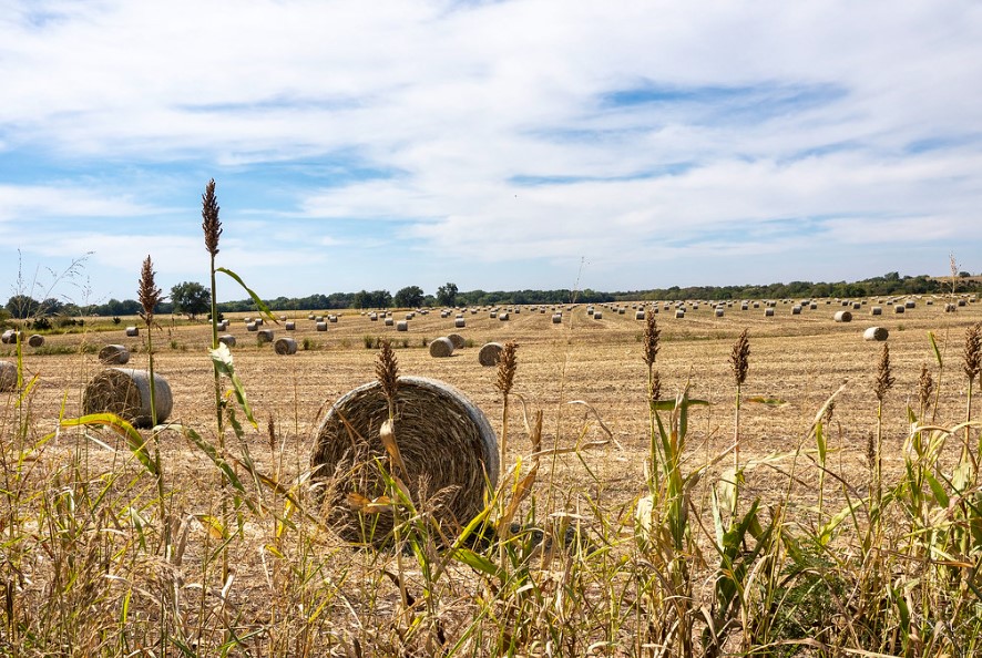 Take Caution, Read Labels when Feeding Failed Crops