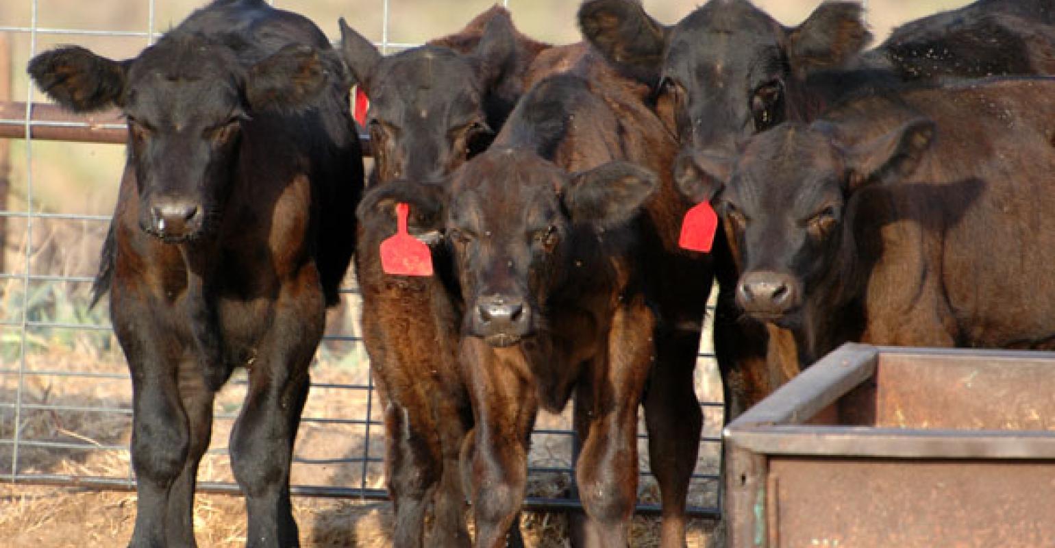Long-Term Cost of Respiratory Disease during Weaning and Backgrounding