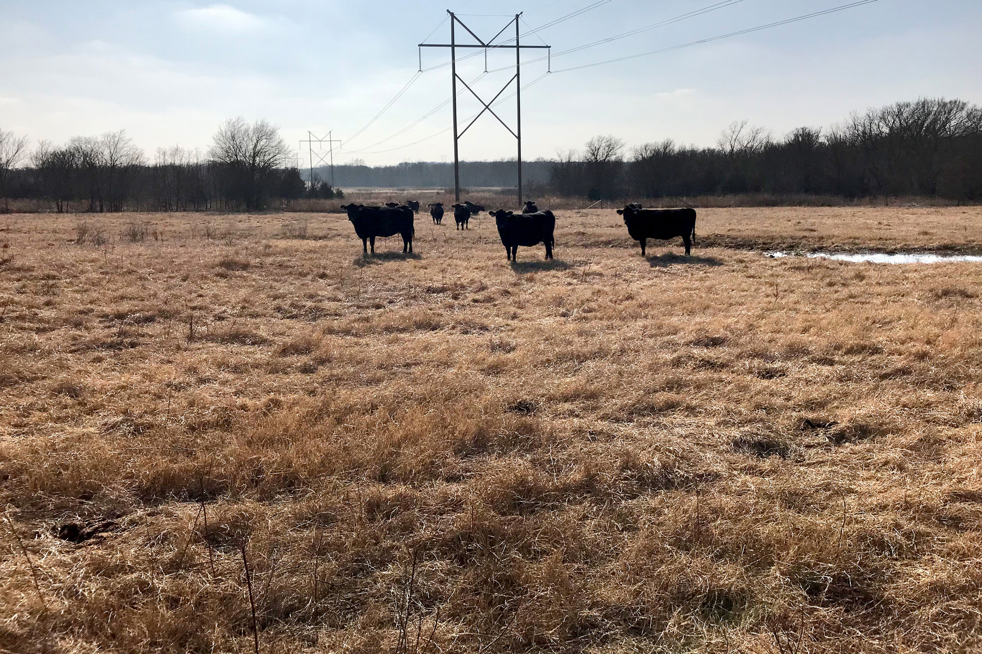 Implement Soil Health Practices Now to Increase Forage Production when Rains Come
