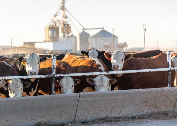 2023 Hereford Feedout Program Accepting Enrollments