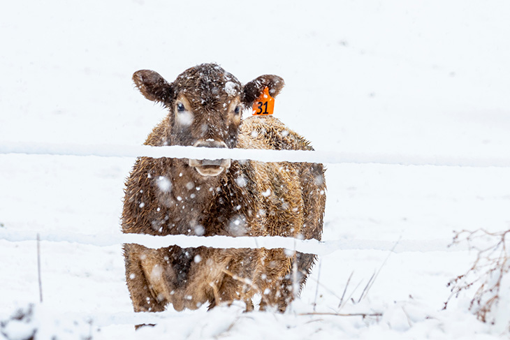 Cattle Needs Rise as Temperatures Drop