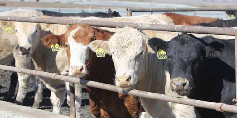 R-CALF USA's Bill Bullard Calls APHIS EID Tag Plan Wrongheaded