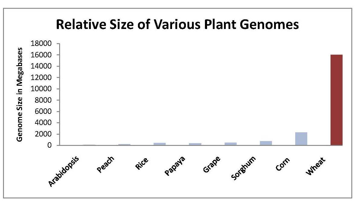 Wheat Genome Details Now Available to Wheat Breeders to Speed Improvements in Wheat Varieties Globally