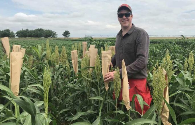 Oklahoma Farm Report - Sorghum Studied for Beer-Brewing Potential and ...