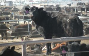 Feedlot Calf Playing King of the Hill