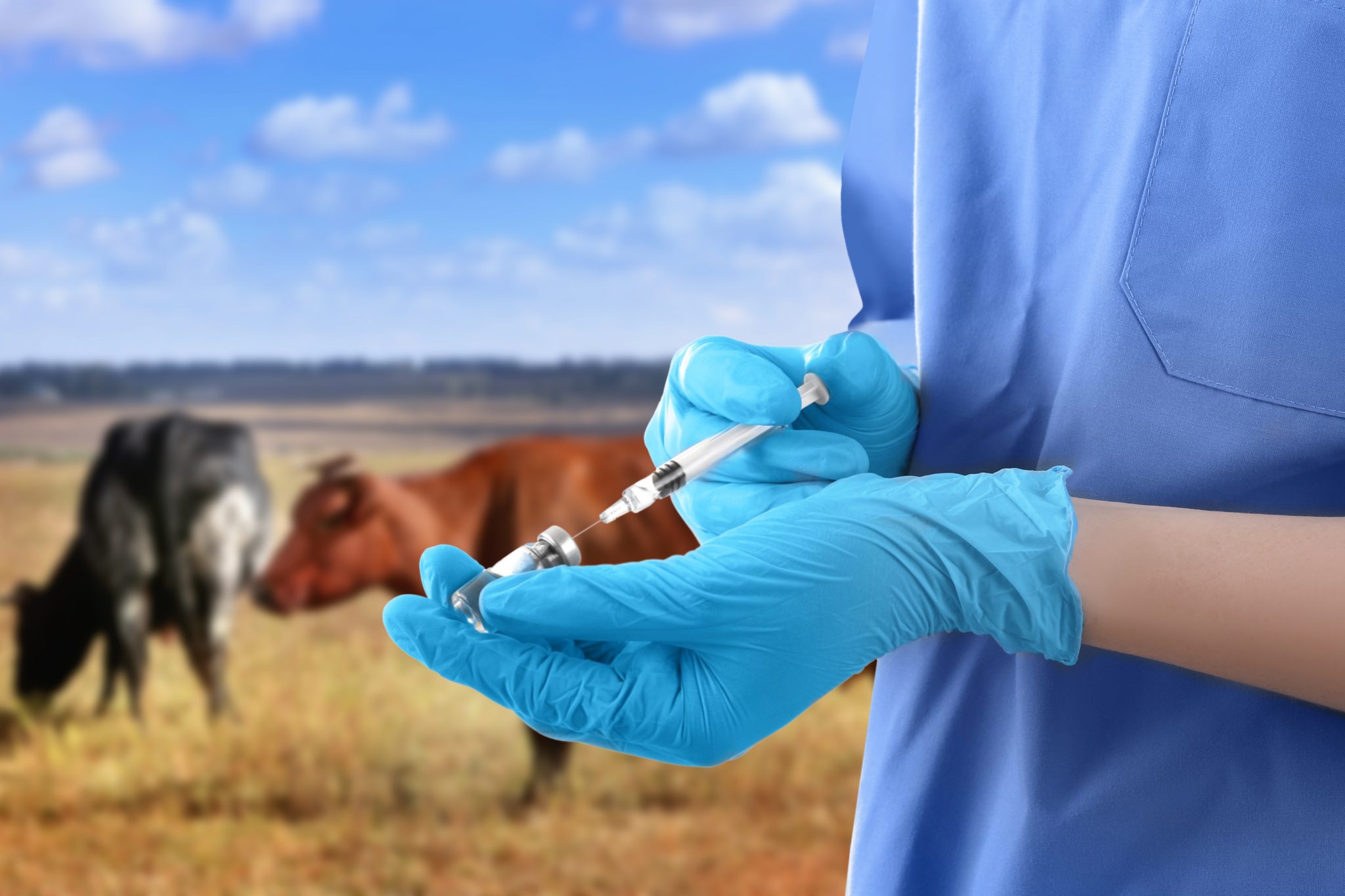 Farm Castrator Dr. Rosslyn Biggs: Practical Considerations for Bovine Castration ...