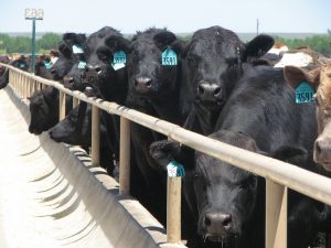 Feedlot Cattle Waiting for Lunch
