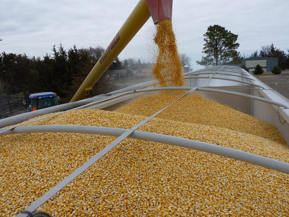 Corn flows into transport truck