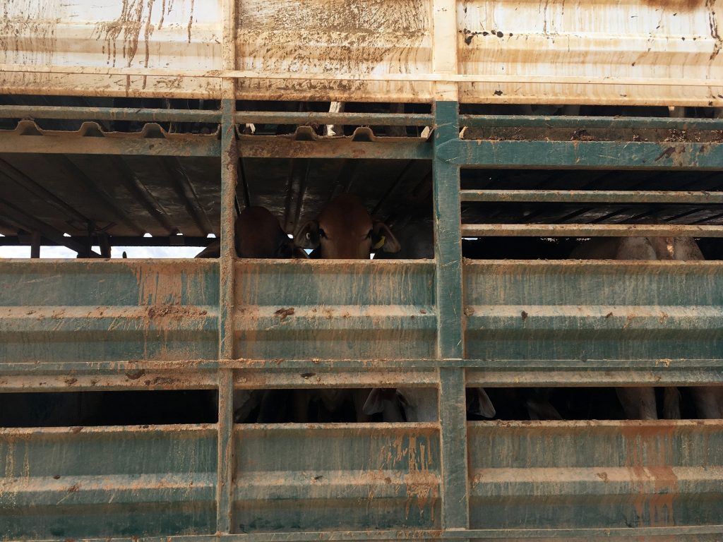 cattle in trailer