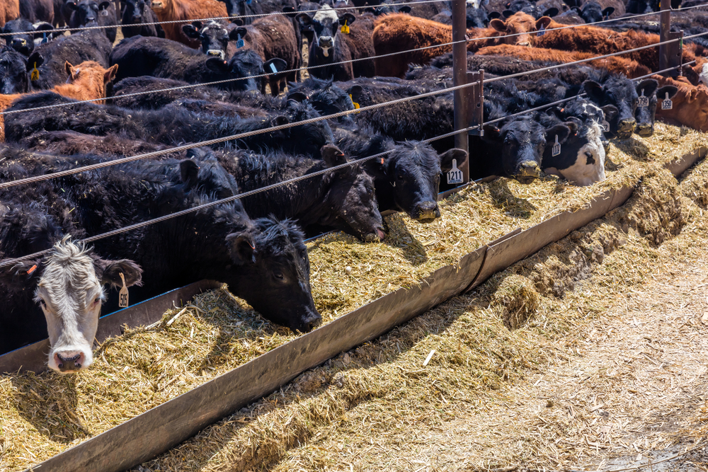 Feedlot cattle