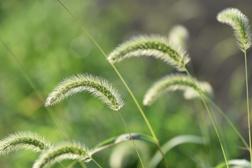 Grasses 