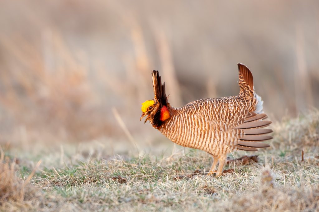US Fish and Wildlife Service Completely Delist Lesser Prairie Chicken from Any Endangered Status