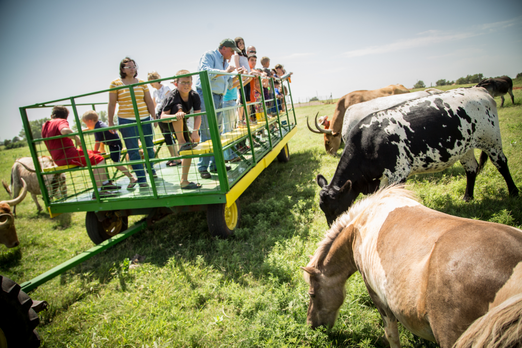 People on Trailer watching cows and horses