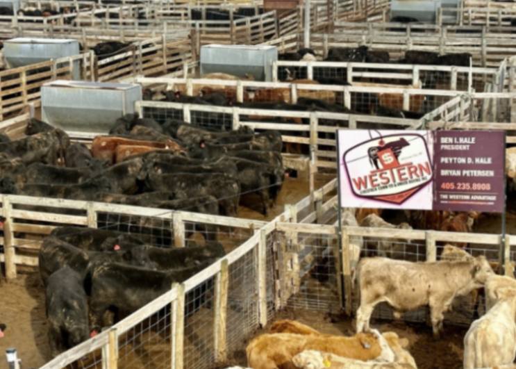 Western livestock cattle pens