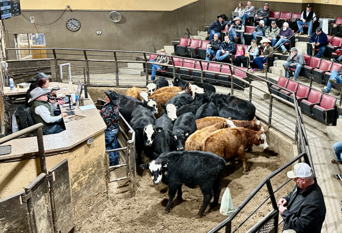 cattle in a sale ring being auctioned