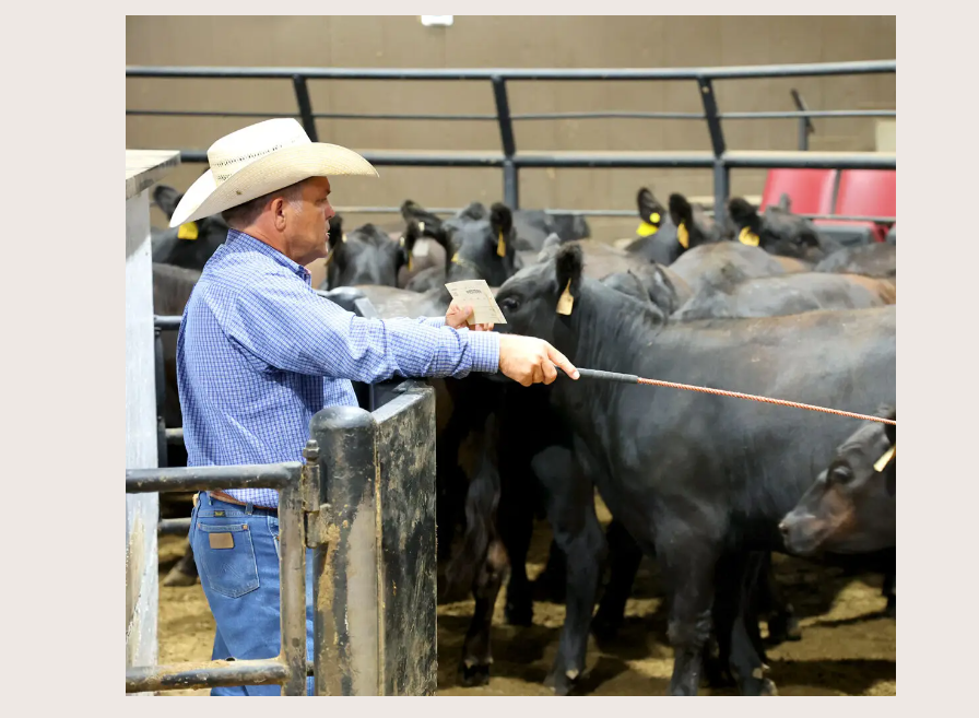 Cowboy working cattle 