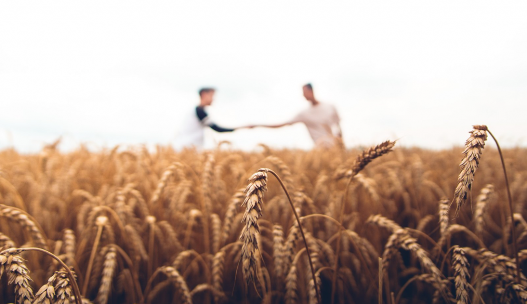 Two farmers in a wheat field shaking hands 
