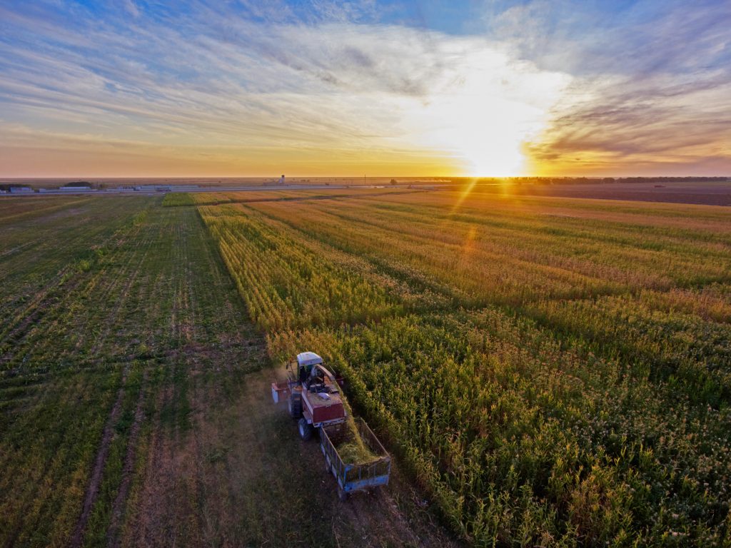 Sorghum being harvested