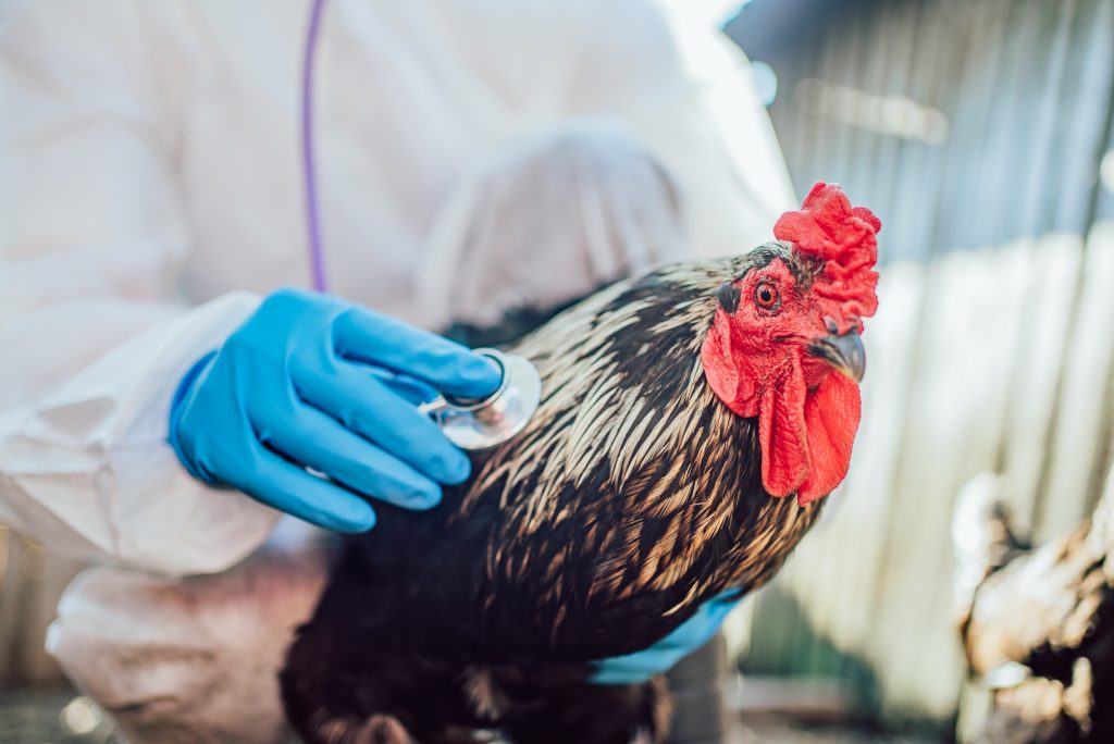 Chicken being checked by a vet