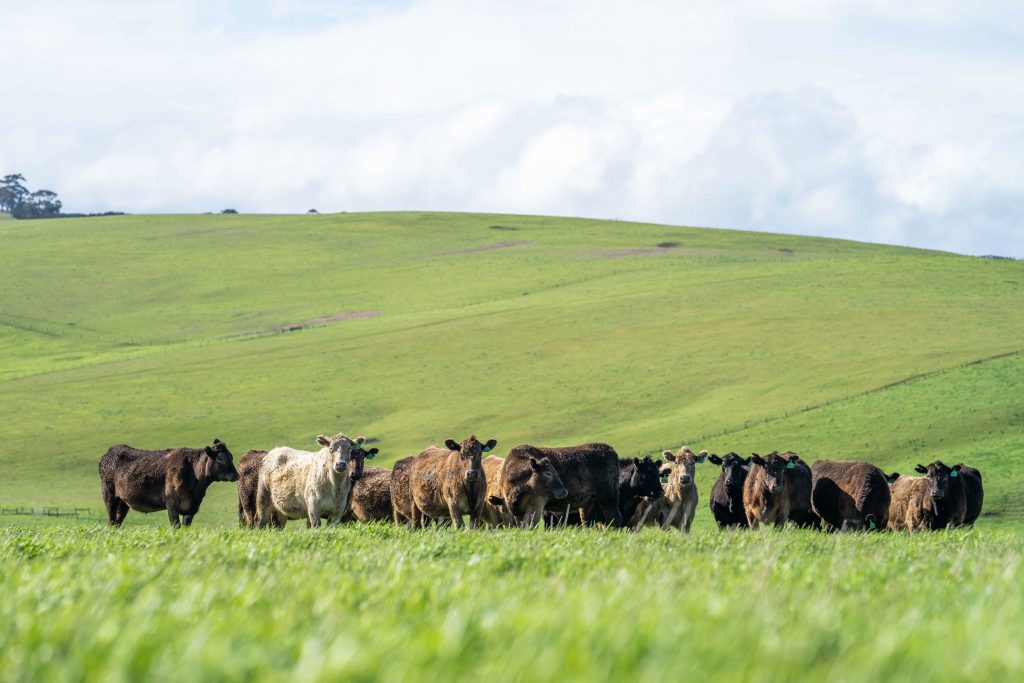 Cattle in green pasture looking at camera 