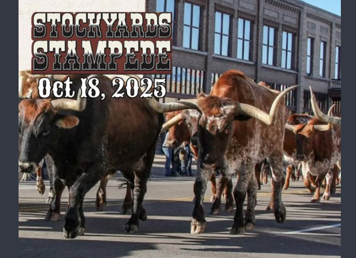 longhorns walking down main street okc stockyards