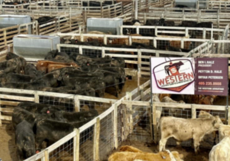 cattle at stockyards
