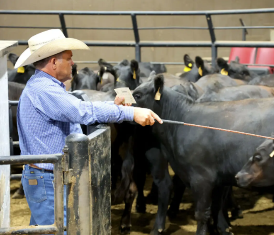 ben hale western livestock