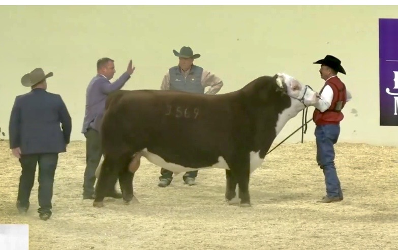 Supreme Open Bull shown by Jirl Buck of Madill, Oklahoma at 2026 Cattlemen's Congress in OKC